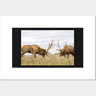 North American Wildlife - Bull Elk Facing Off Posters and Art